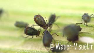 Puceron bicolore des céréales Rhopalosiphum padi sur Maïs [upl. by Akirdnwahs356]