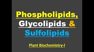 What is Phospholipids Glycolipids amp Sulfolipids conjugatedlipids membranelipids lipidstypes [upl. by Arlin958]