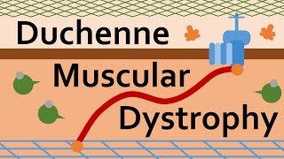 Duchenne Muscular Dystrophy and Dystrophin [upl. by Judi]