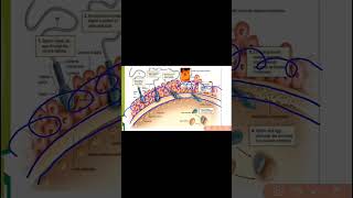 Fertilization Structure of Ovum and Sperm thesunacademy biology xiibiology class12 [upl. by Chouest703]