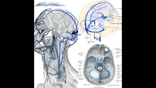 DURAL VENOUS SINUSES Anatomy  Dura mater  venous sinus thrombosis  Sinus infection Brain MR VENO [upl. by Willis]