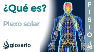 PLEXO SOLAR  Qué es ubicación dónde se origina y termina ramificaciones inervación y lesiones [upl. by Alyworth]