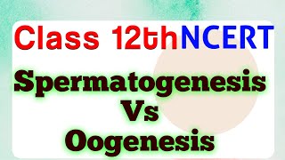 Differences between Spermatogenesis and Oogenesis  Class 12  Chapter 2 ScienceByDeeba [upl. by Zackariah998]