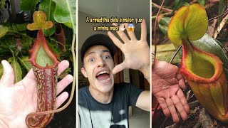 Comprei duas PLANTAS CARNÍVORAS GIGANTE😱 [upl. by Alacim978]