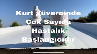 Güvercinin en büyük düşmanı iç parazit serdaryurttaş hayaletler [upl. by Georgeanna]