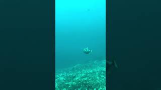 Diver Attacked by Aggressive Triggerfish in Bali [upl. by Anairb]