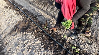 Trasplante de Tomatillos 🌱 Tomate de cáscara SINALOA📍 100AGRO👨🏽‍🌾 [upl. by Enorej]