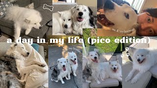 a day in my life  pico edition [upl. by Jez142]