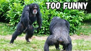 The Funniest Chimp On The Planet [upl. by Ralph300]