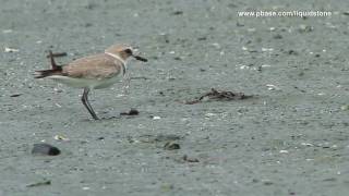 Kentish Plover Charadrius alexandrinus [upl. by Reuben]