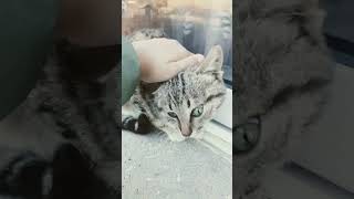 Petting my cat even harder cat funny catproblems fyp viral [upl. by Nolaf]