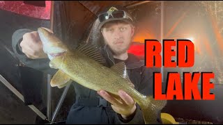 RED LAKE Ice Fishing Is CRAZY  Limiting Out [upl. by Aneekal874]