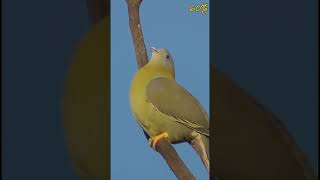 Yellowfooted green pigeons call gets increasingly interesting with the audio slowed down [upl. by Chambers]