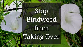 Stop Bindweed from Taking Over [upl. by Torey]