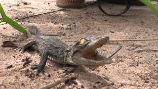 Crocodile Stealth Strike  Nat Geo Wild [upl. by Alex]