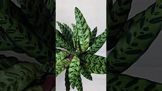 Calathea Lancifolia [upl. by Mariellen995]