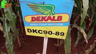 Monsanto Seeds Dekalb [upl. by Kennie707]