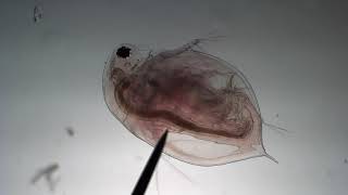 Daphnia Beating Heart  2019 [upl. by Nefets944]