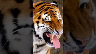 top 10 most endangered species animal shorts endangeredspecies animals [upl. by Ardehs702]