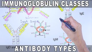 Immunoglobulin Isotypes  Antibody Classes [upl. by Rheta640]