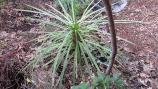 How to grow Cordyline australis [upl. by Dennard909]