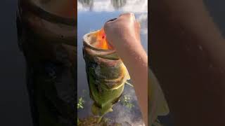 Chasin BIGGINS GIANT trophy bass release 🏆🎣 shorts bigbassenergy trophybass catchandrelease [upl. by Murphy]