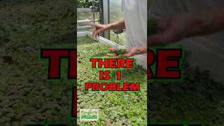 HOW TO REMOVE DUCKWEED [upl. by Spratt]