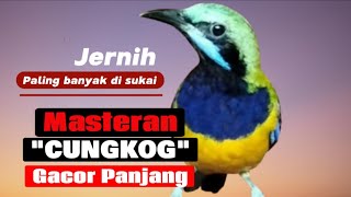 Masteran Cungkog‼️ Gacor Panjang [upl. by Yevette]