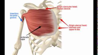 Two Minutes of Anatomy Pectoralis Major [upl. by Ynnot]