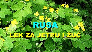 RUSA  LEK Za JETRU i ŽUČ [upl. by Dnomyar]