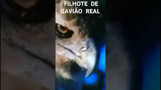 FILHOTE DE GAVIÃO REAL [upl. by Garmaise414]