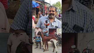 ₹ 22500க்கு வாங்கிய மாப்பிள்ளை கிடா goats shorts [upl. by Esetal]