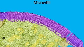 Microvilli [upl. by Rosemaria224]