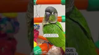 Fly Over to Petland Racine to Meet Our Green Cheek Conures [upl. by Redmer]