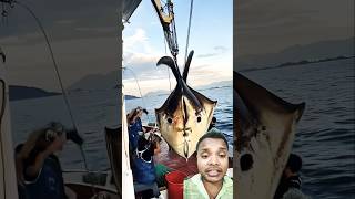 Biggest pamphlet fish 😱shorts fishing fish octopus ocean fishingdiscoveries greenscreen [upl. by Atsilac564]