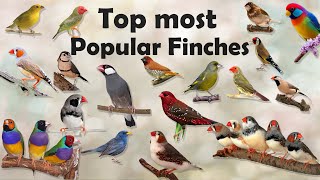 Most Popular Types of Finches  Different varieties of finches  Zebra finch  Gouldian finch [upl. by Mariko319]