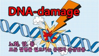 DNA damage 노화 암등 모든 질병을 일으키는 유전자 손상반응 [upl. by Gherardo]