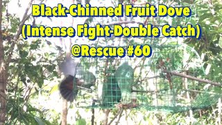 Double Catch amp Intense Fight Of A BlackChinned Fruit Dove [upl. by Griselda354]