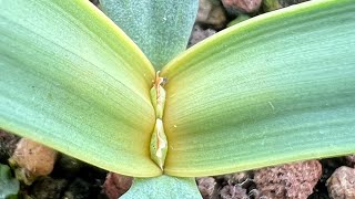 Welwitschia mirabilis 6 months old 🌱 [upl. by Rombert]