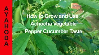 How To Grow and Use Achocha Vegetable Pepper Cucumber Taste [upl. by Ontine]