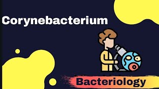 CORYNEBACTERIUM DIPHTHERIA part 2 Microbiology [upl. by Mollie]