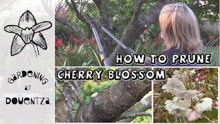 How and When to Prune Cherry Blossom Trees  Quick amp Easy Guide [upl. by Ornie]