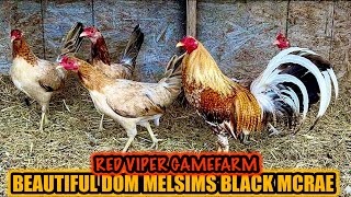 Beautiful Dom Melsims Black Mcrea  RED VIPER GAMEFARM [upl. by Galitea]