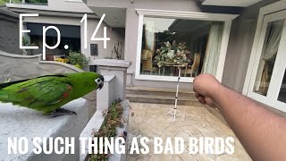 No Such Thing ad Bad Birds  Ep 14  Basic daily training with Hahns Macaw Recall amp trick training [upl. by Nyladam]