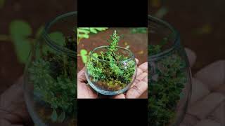 My first terrarium attempt 🍃 terrarium [upl. by Attenor773]