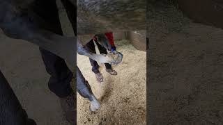 How to clean out a horse hoof [upl. by Riffle155]