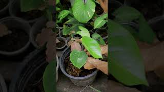 how to care Monstera [upl. by Trout]