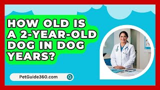 How Old Is A 2YearOld Dog In Dog Years  PetGuide360com [upl. by Russel]