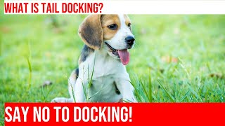 Beagle Tail Docking A Vets Perspective [upl. by Yttik630]