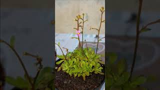 12 Stylidium debile caratteristiche [upl. by Trudie]